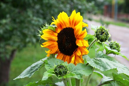 Beautiful flower summer flowers bright