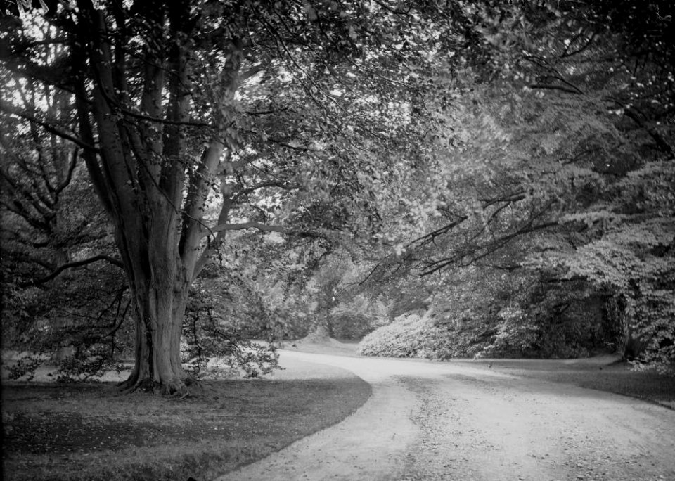 Clungunford Hall driveway (1294819)