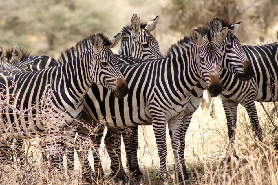 Wildlife animal mammal