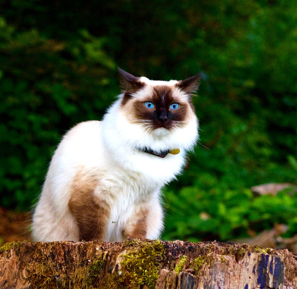 Animal portrait blue eye