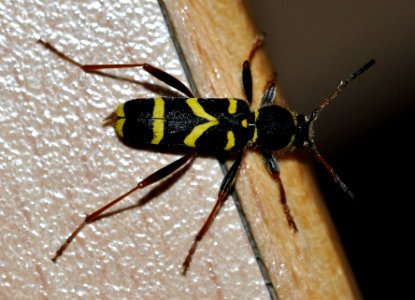 Clytus-arietis-01-fws