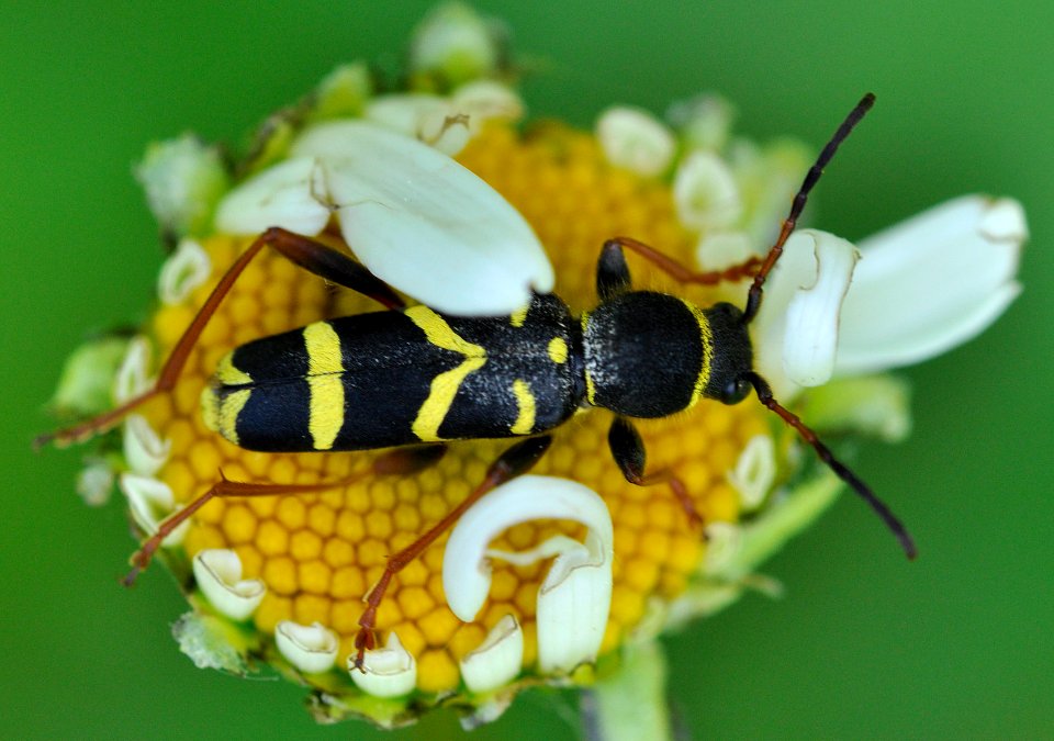 Clytus-arietis-06-fws