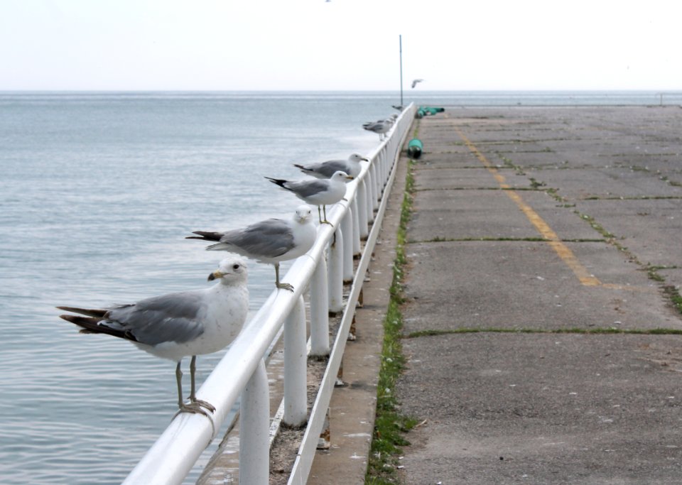 Cobourg Harbour, July 2018 (5)