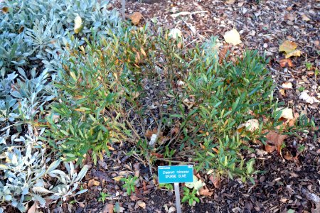 Cneorum tricoccon - San Luis Obispo Botanical Garden - DSC05874