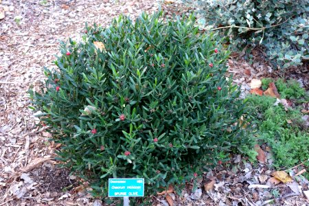 Cneorum tricoccon - San Luis Obispo Botanical Garden - DSC05965