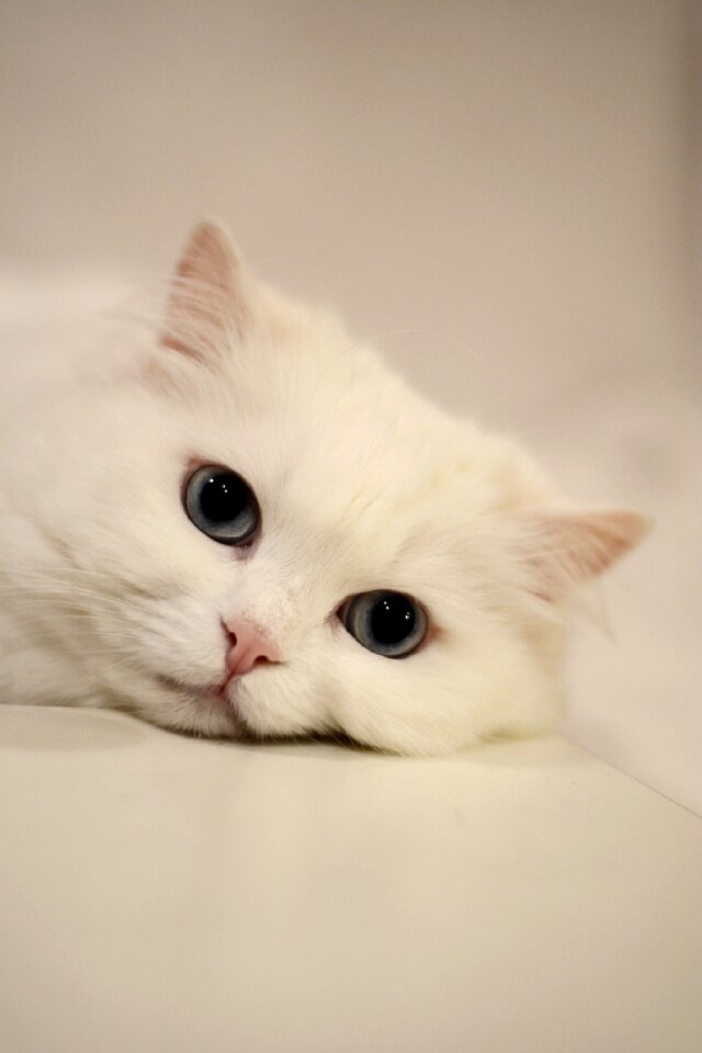 Domestic cat white calm cat