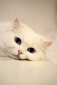 Domestic cat white calm cat photo