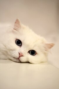 Domestic cat white calm cat