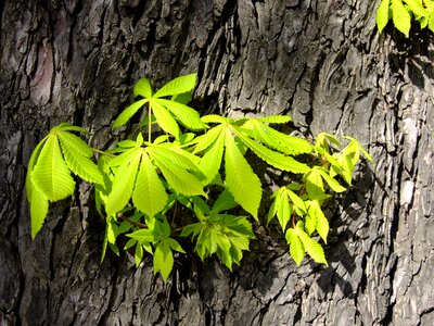 Chestnut tribe bark photo