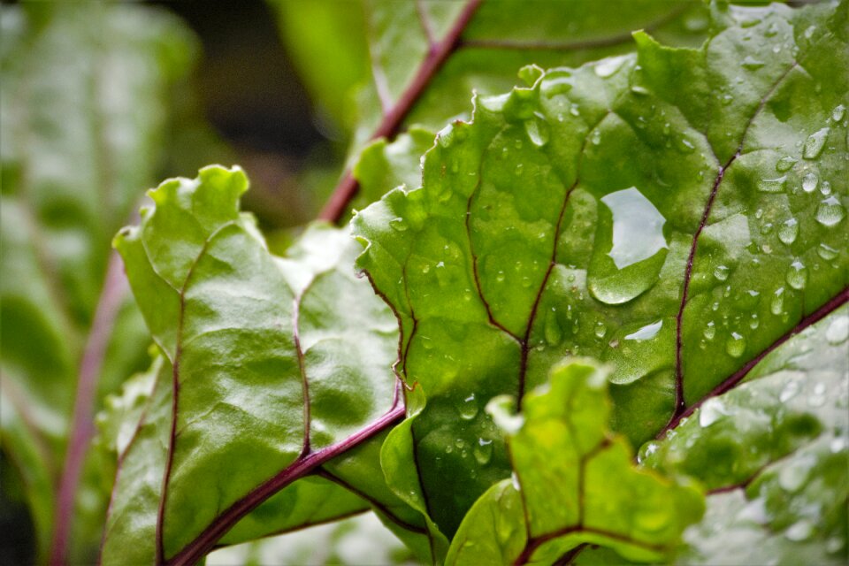 Nature plant leaves