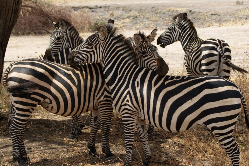 Wildlife animal mammal