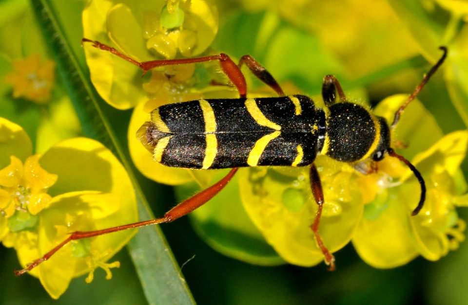 Clytus-arietis-03-fws