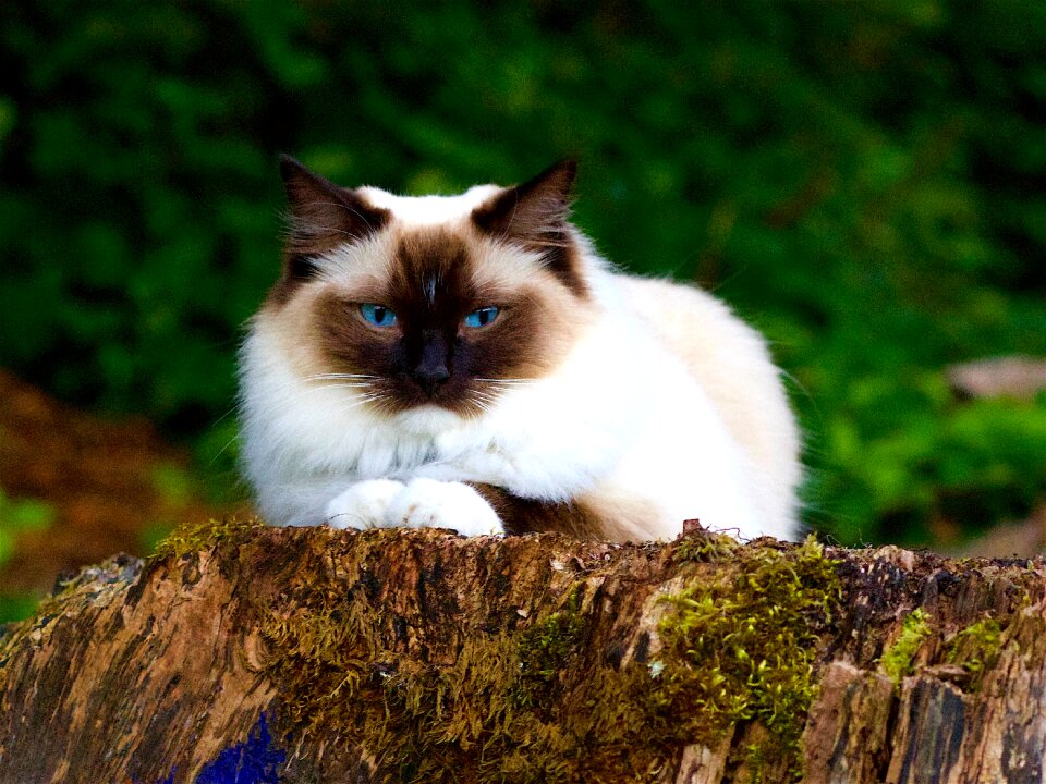 Animal portrait blue eye