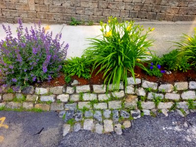 Cobblestones - Arlington, MA - 20200619 081336