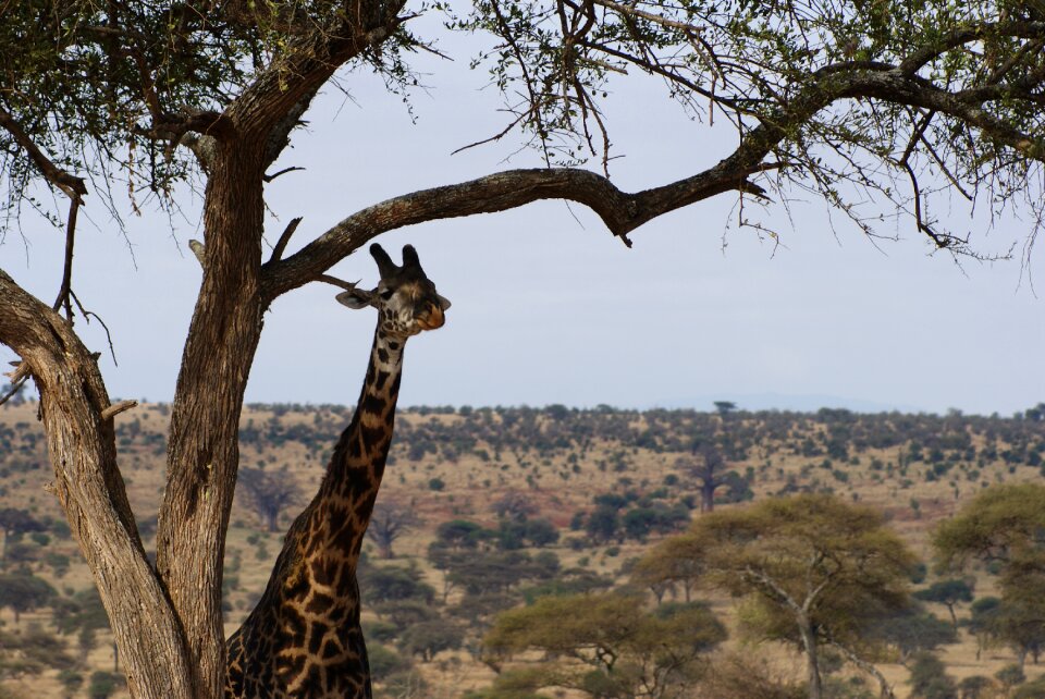 Wildlife animal mammal