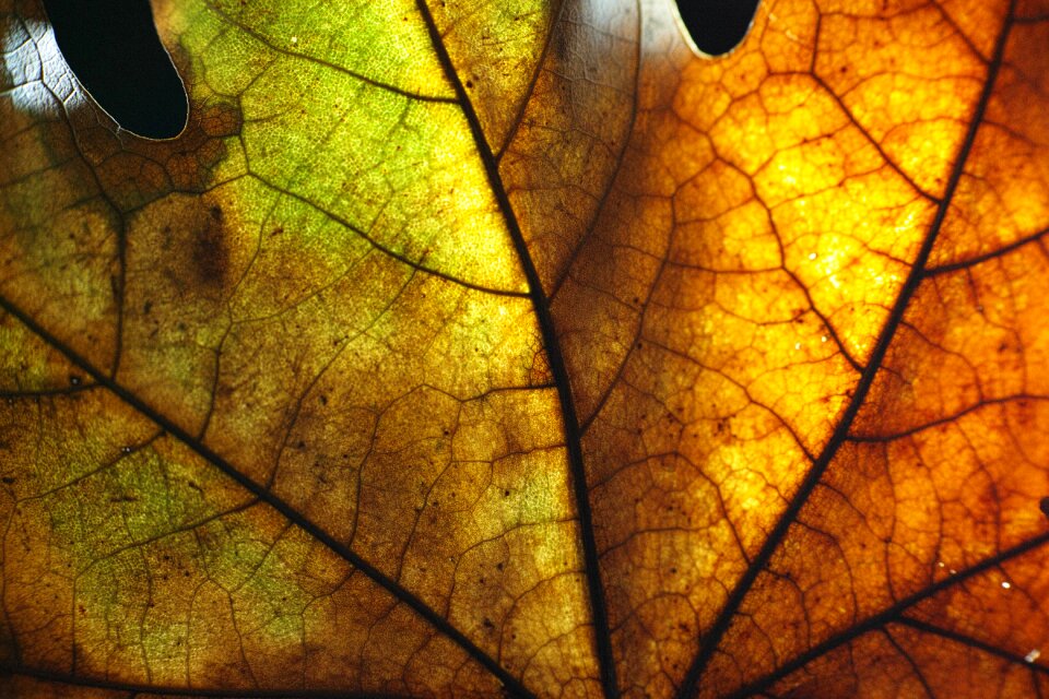 Yellow background dry leaves