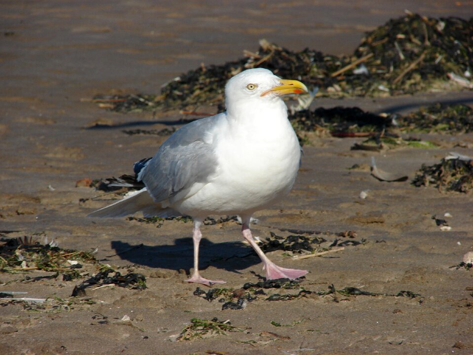 Pen animals beach