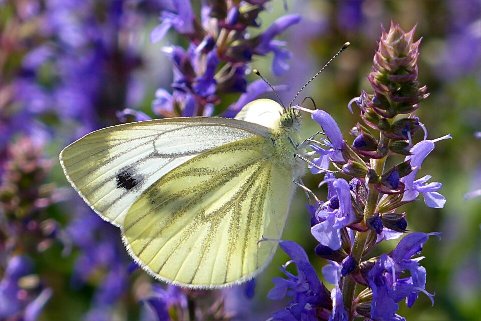 Pieris rapae butterfly blue flower
