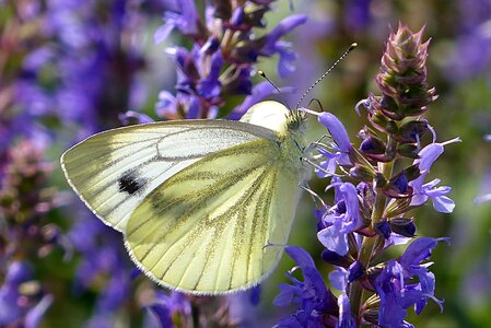 Pieris rapae butterfly blue flower