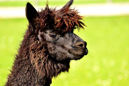 Animals cute good aiderbichl