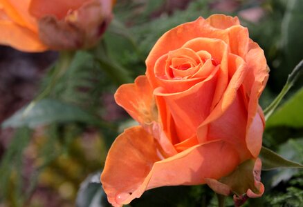 Flower garden roses orange