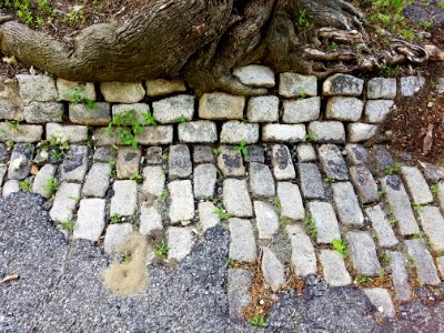 Cobblestones - Arlington, MA - 20200619 081529