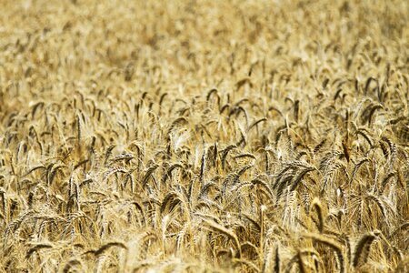 Wheat field cereals agriculture photo