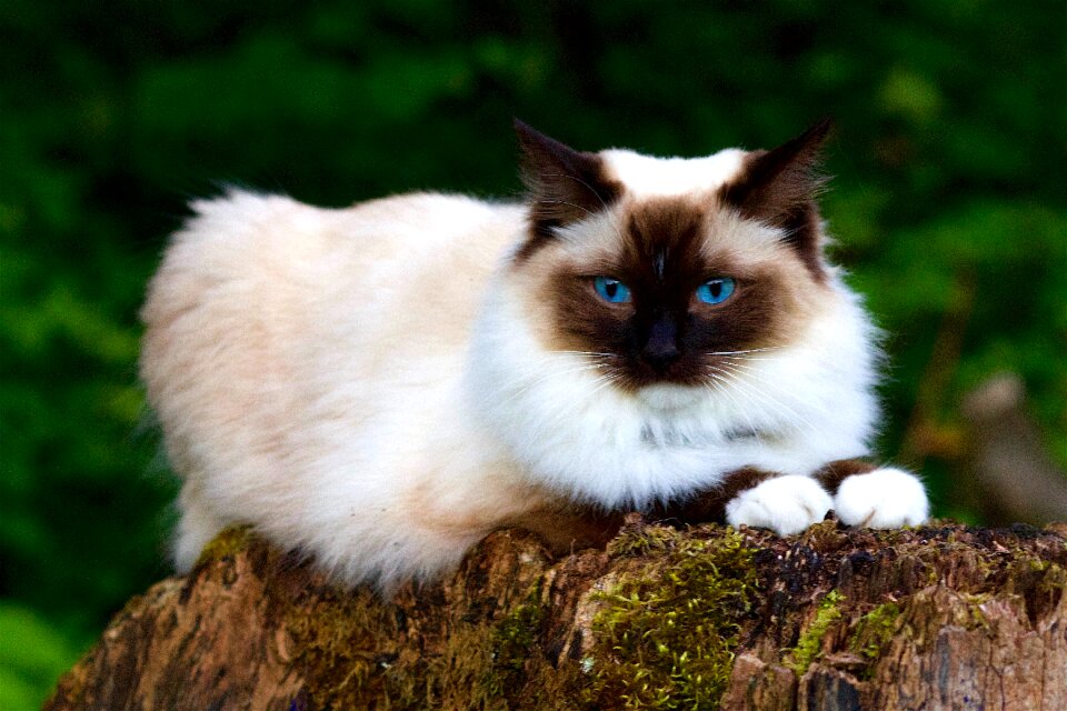 Animal portrait blue eye photo