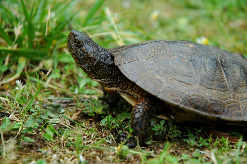 Reptile animal wildlife