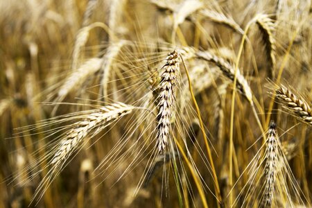 Wheat field cereals agriculture photo