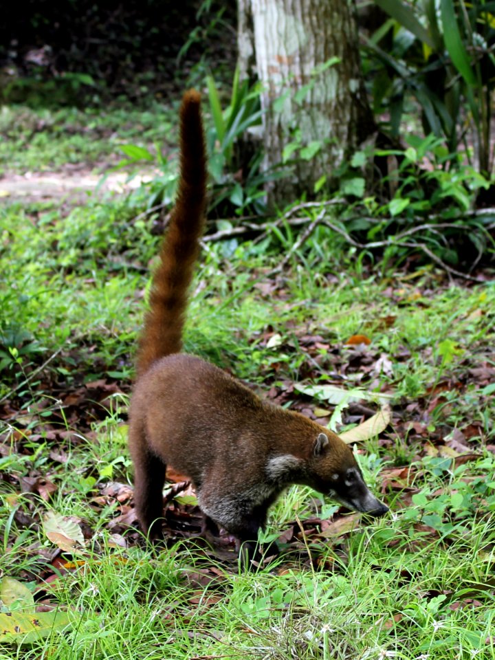 Coatimundi Guatemala
