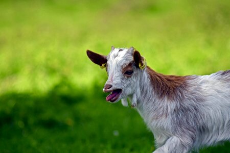 Kid up baby animal