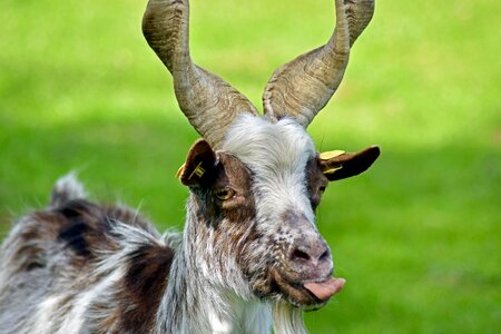 Girgentana goat livestock licking
