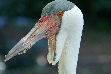 Bird park walsrode park