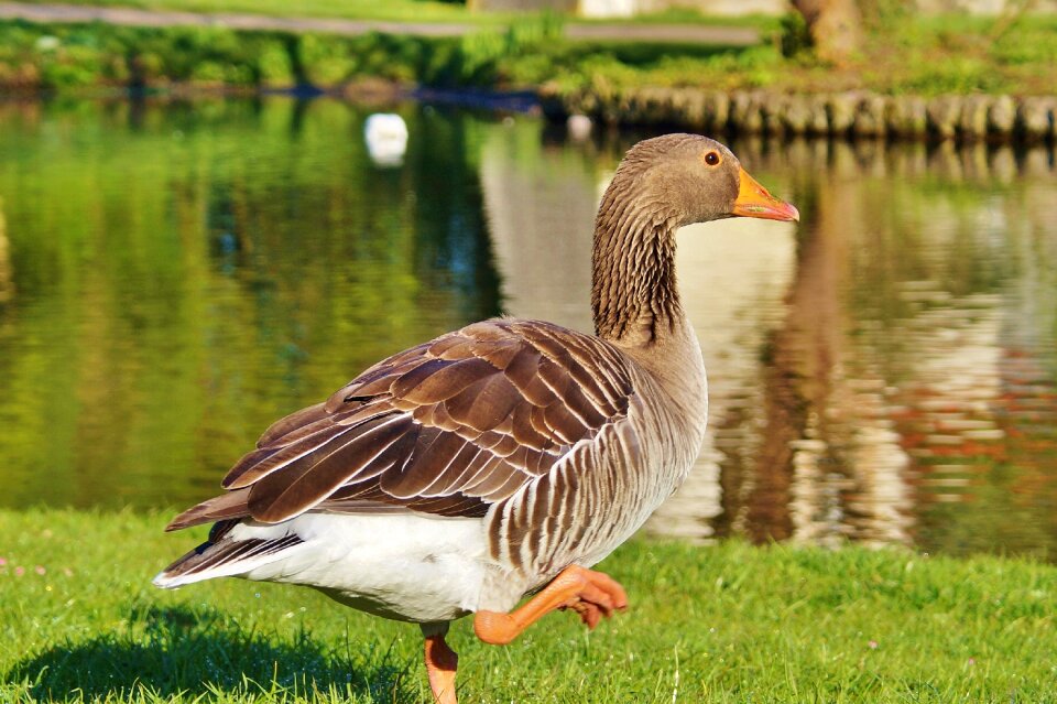 Bird animal poultry