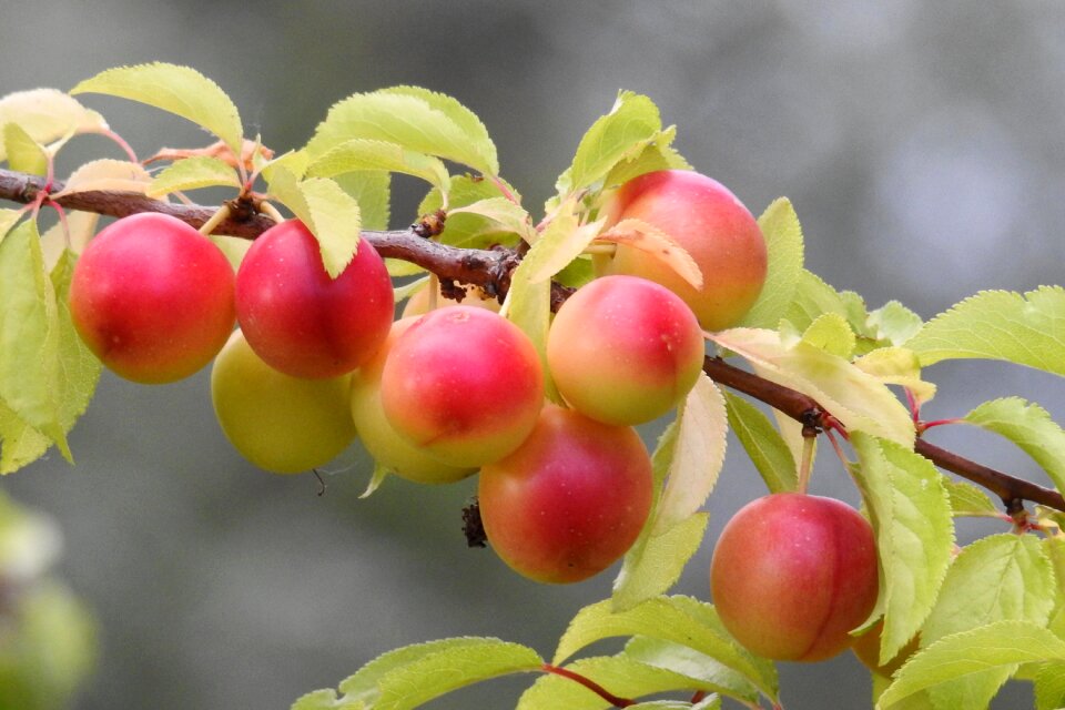 Branch fruits summer