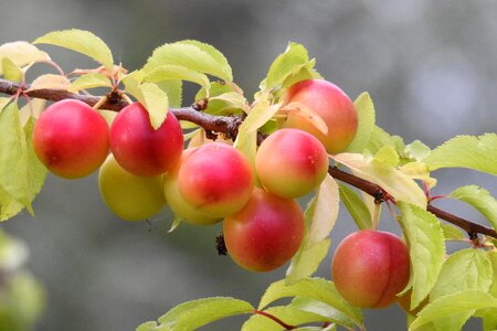 Branch fruits summer