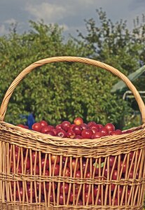 Fruit basket nature delicious