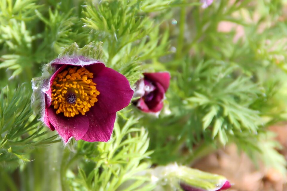 Flower spring plant