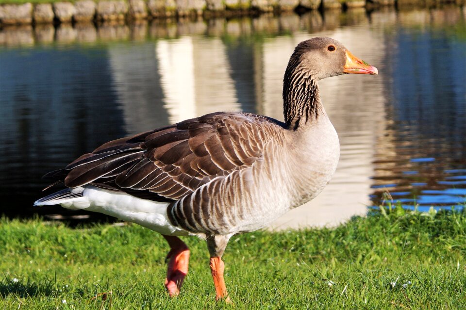 Bird animal poultry photo