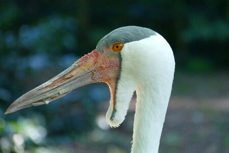 Bird park walsrode park