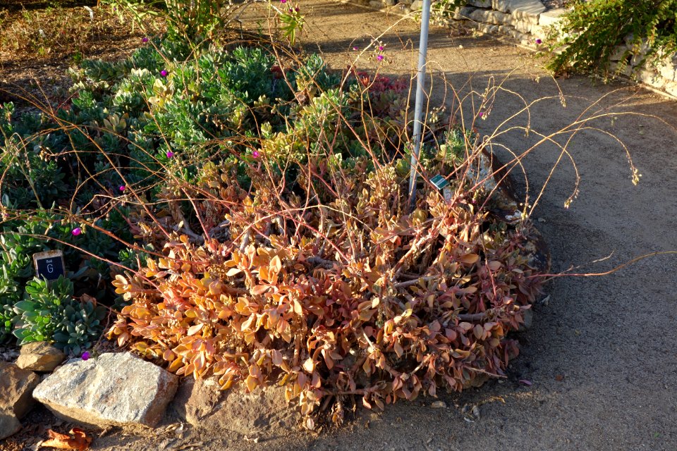 Cistanthe grandiflora - San Luis Obispo Botanical Garden - DSC06018