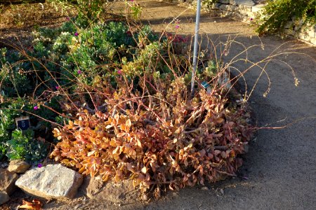 Cistanthe grandiflora - San Luis Obispo Botanical Garden - DSC06018