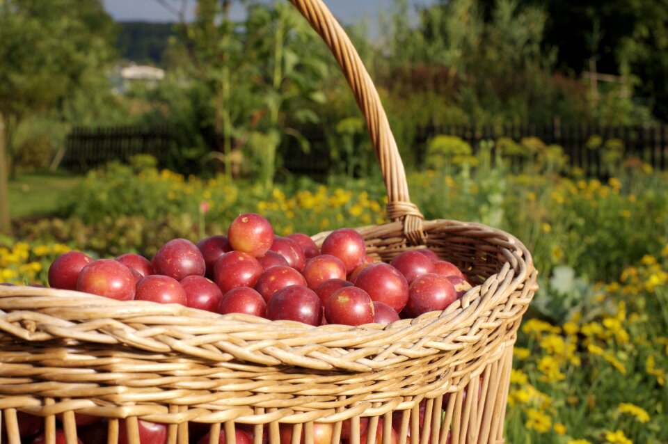 Fruit basket nature delicious