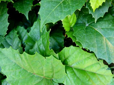 Cissus antartica serres Jardin du Luxembourg