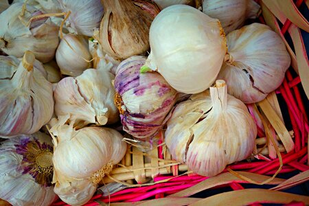 Allium sativum food nutrition