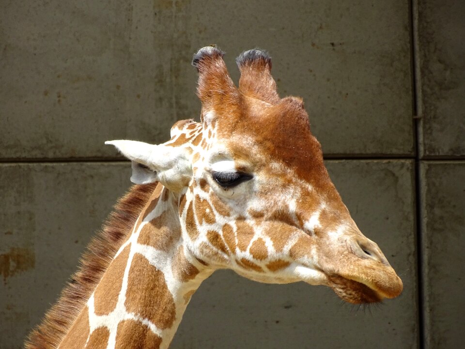 Giraffe zoo wildlife