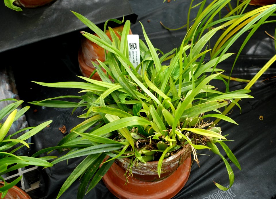Cischweinfia dasyandra - Lyman Plant House, Smith College - DSC01995