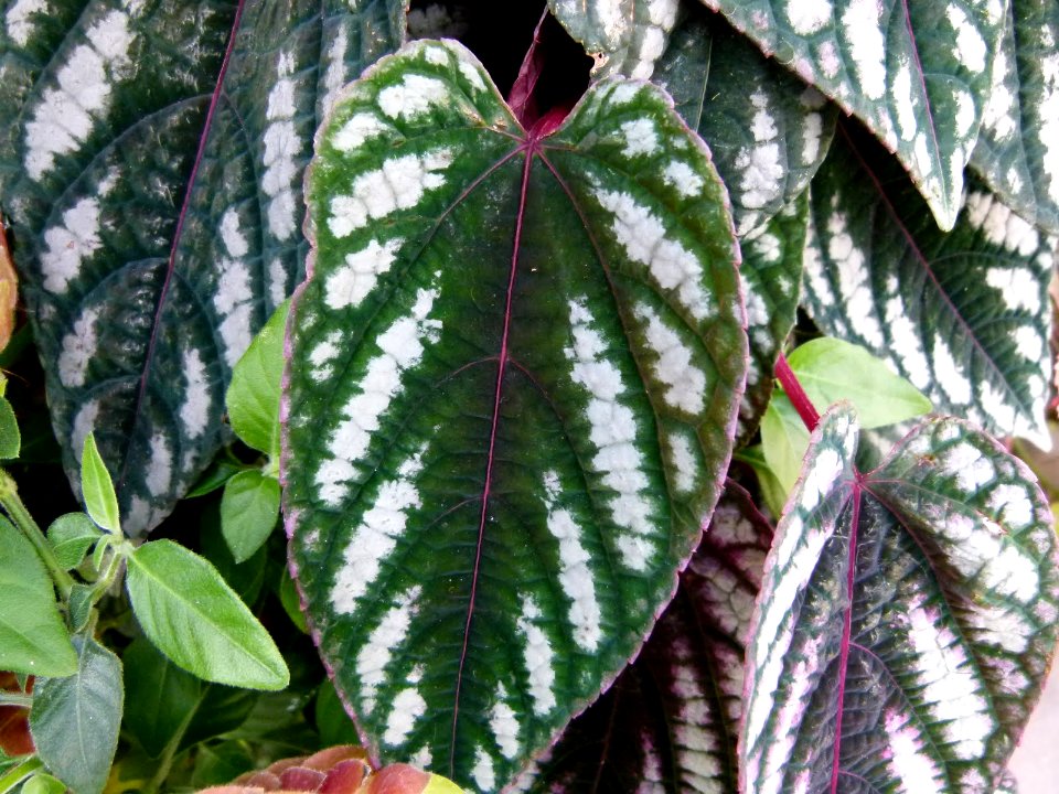 Cissus discolor
