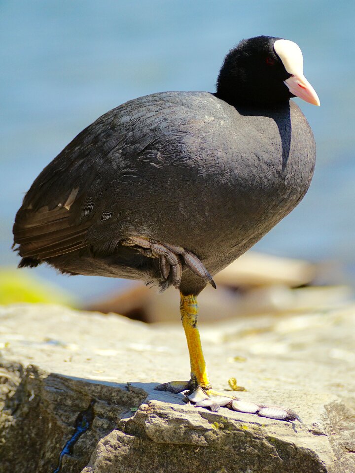 Swim water waterfowl